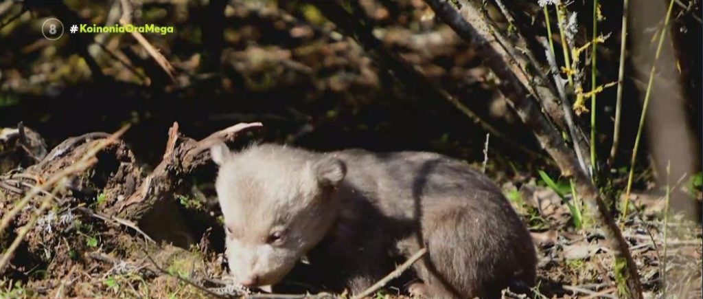 Καστοριά: Δύο νεογέννητα αρκουδάκια εντοπίστηκαν σε χωράφι