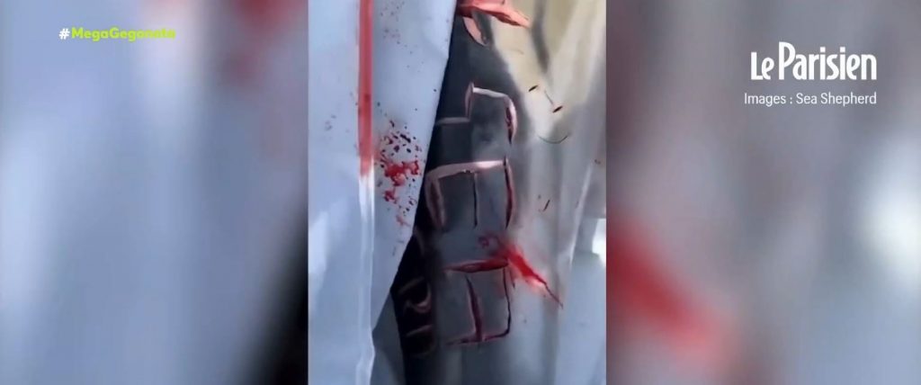 Γαλλία: Φρίκη με τα ομοφοβικά συνθήματα που έχουν χαραχτεί σε σώματα δελφινιών