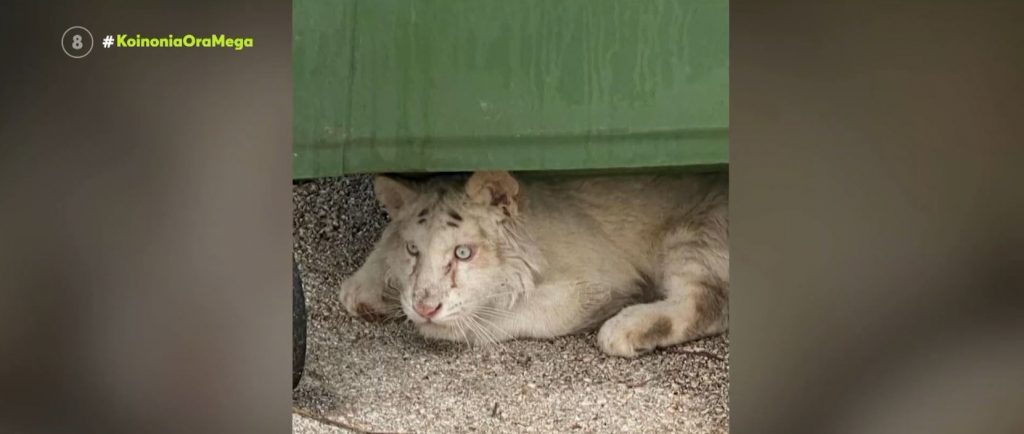 Αττικό Πάρκο: Εγκατέλειψαν άρρωστο λευκό τιγράκι δίπλα στους κάδους σκουπιδιών