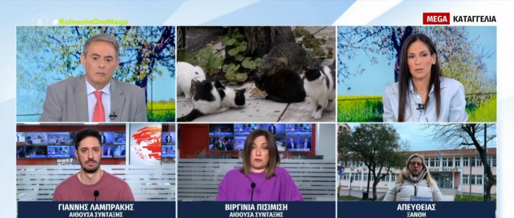 Αλμυρός Βόλου: Γέμισαν με φόλες την πόλη για εξουδετερώσουν τα αδέσποτα σκυλιά