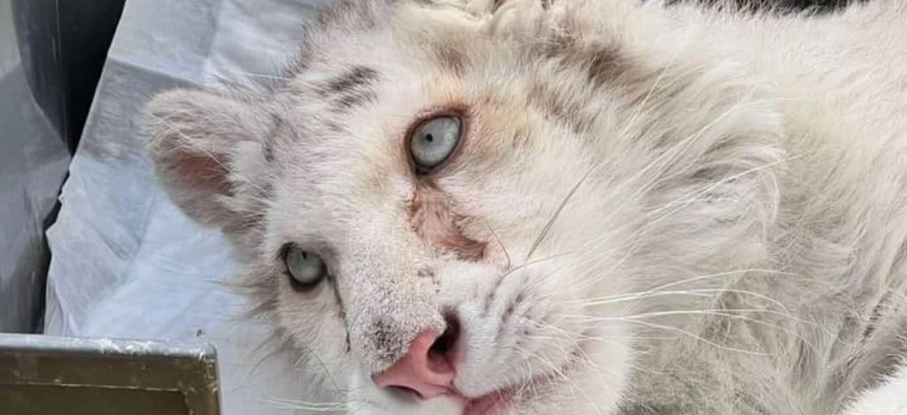 Αττικό Πάρκο: Ευθανασία προτείνουν οι κτηνίατροι για το λευκό τιγράκι