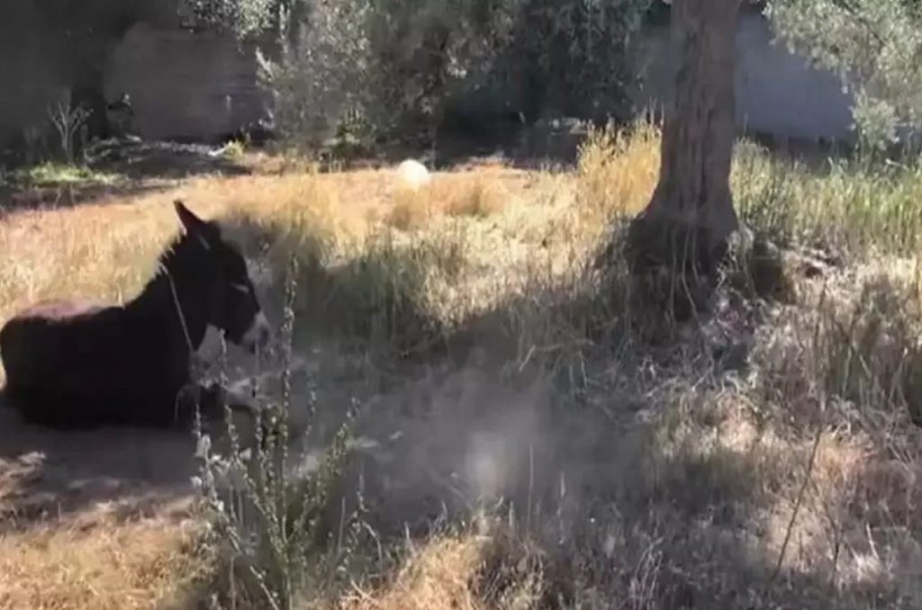 Κορωπί: Πρόστιμο 30.000 στον ιδιοκτήτη που έδεσε και άφησε το γαϊδουράκι του να πεθάνει