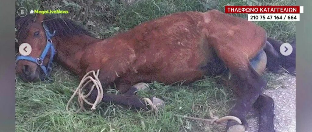 Τζιά: Φριχτό βασανιστήριο σε άλογο – Σωριάστηκε παστουρωμένο και κρεμόταν σε πλαγιά