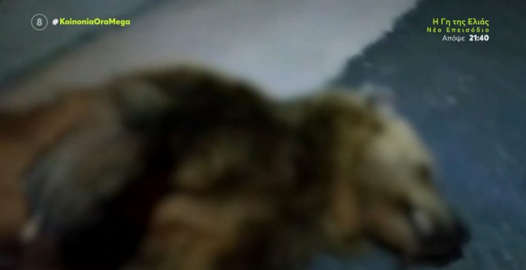 Σιάτιστα: Αυτοκίνητο παρέσυρε και σκότωσε αρκούδα