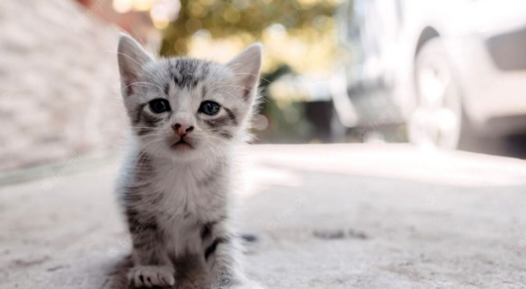 Ύδρα: Πρόστιμο 15.000 ευρώ στον 58χρονο που πέταξε γατάκι από τον πρώτο όροφο ταβέρνας