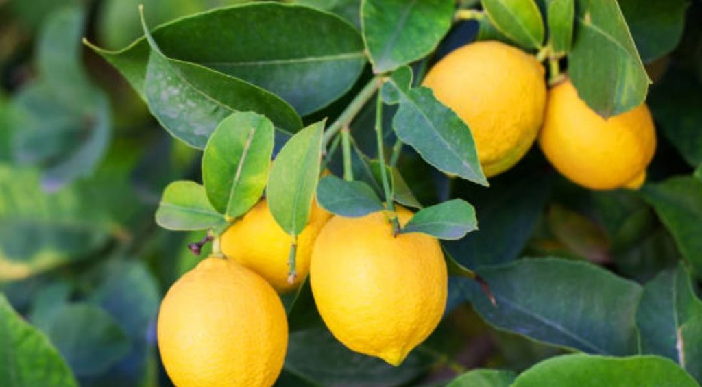 Κρήτη: «Νόμιζα πως με πυροβόλησαν» – Τι λέει η οδηγός που χτυπήθηκε από λεμόνι την ώρα που οδηγούσε