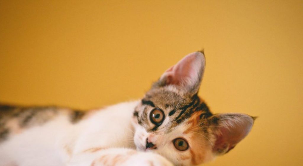 All About Cats Festival – Η μεγάλη γιορτή των γατόφιλων αυτό το Σαββατοκύριακο στο εκθεσιακό κέντρο Περιστερίου