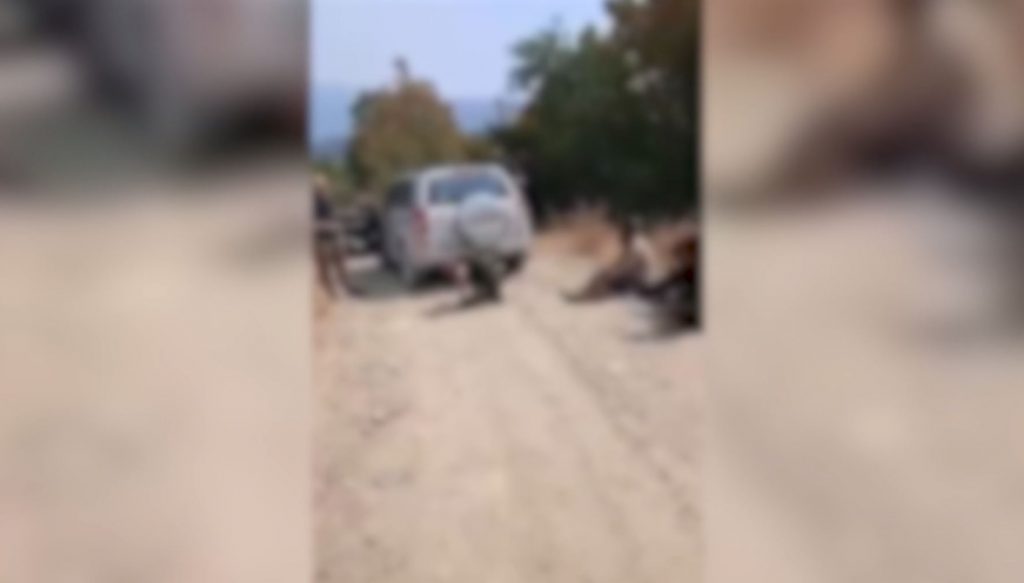 Έβρος: Οι αυτόκλητοι πολιτοφύλακες συνεχίζουν τη δράση τους – Νέο βίντεο