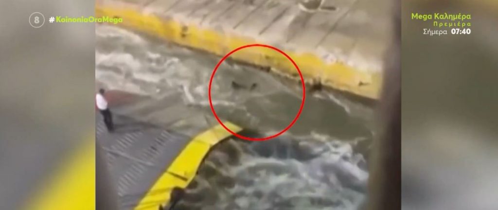 Λιμάνι Πειραιά: Προφυλακίστηκαν πλοίαρχος και ύπαρχος μετά τη δολοφονία στο Blue Horizon