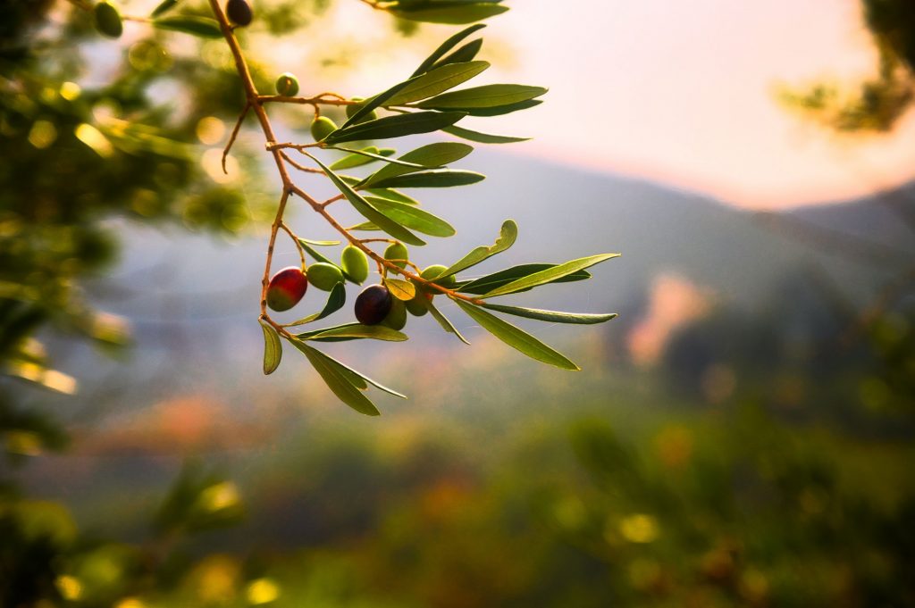 Φόβοι για εκτίναξη της τιμής σε ελαιόλαδο και ελιές – Αδιανόητες τιμές στα εργατικά