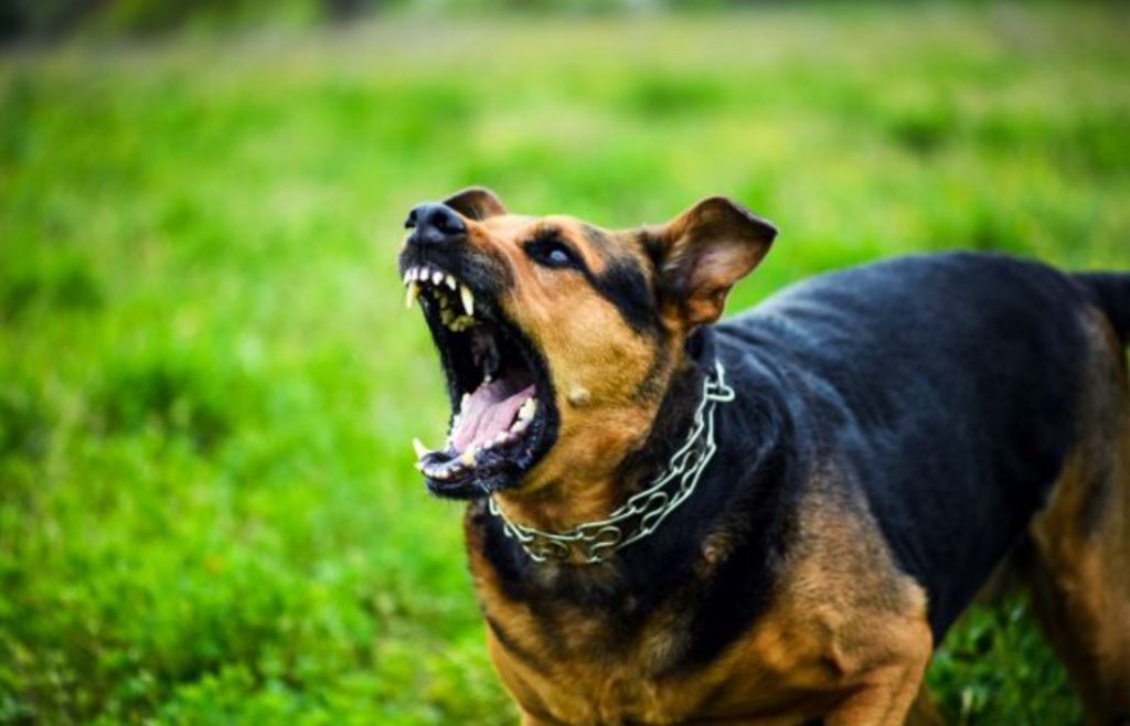 Καλαμάτα: Εσπευσμένα στην Αθήνα μεταφέρεται 6χρονο κοριτσάκι – Το δάγκωσε σκύλος