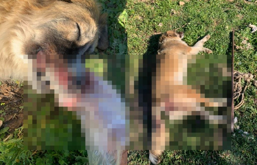 Μέγαρα: Κακοποίησαν και σκότωσαν σκυλίτσα – Την τρύπησαν με σίδερο