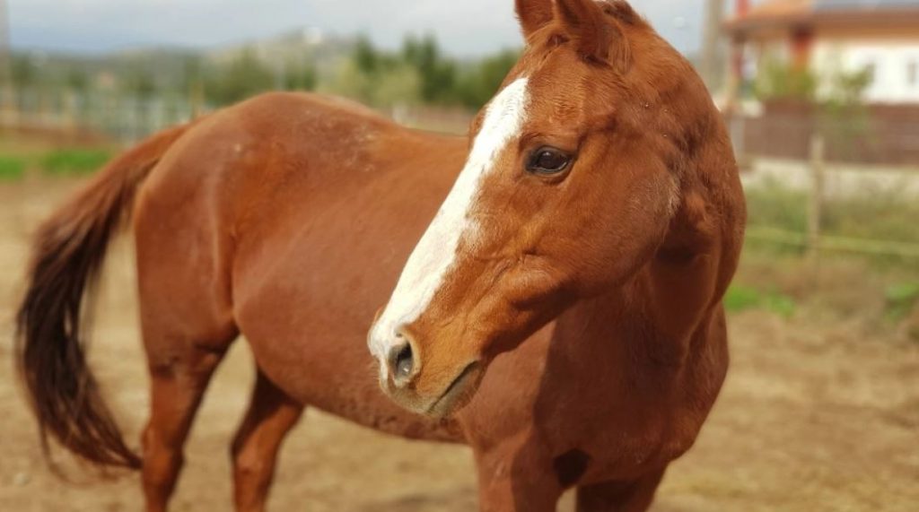 Θεσσαλονίκη: Άλογο επιτέθηκε σε 9χρονο αγόρι σε σχολική εκδρομή – Το δάγκωσε στο πρόσωπο