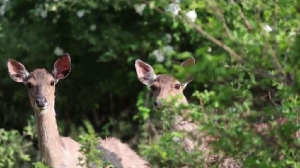 Νότια Κορέα: Επιδρομή… ελαφιών στο νησί Άνμα
