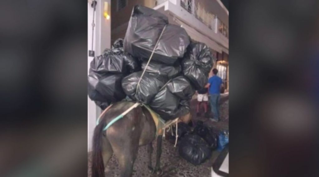 Σαντορίνη: Εξαντλημένο γαϊδουράκι καταρρέει από το βάρος του φορτίου που κουβαλάει