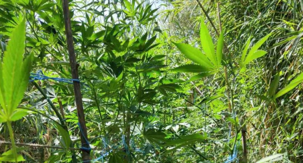 Αρκαδία: Εντοπίστηκε φυτεία «μαμούθ» με 1 τόνο κάνναβης