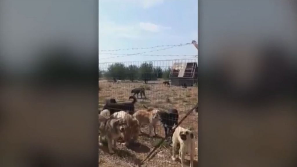 Γιαννιτσά: «Ανυπόστατες οι καταγγελίες» για άθλιες συνθήκες στο κυνοκομείο – Τι λέει ο δήμος Πέλλας