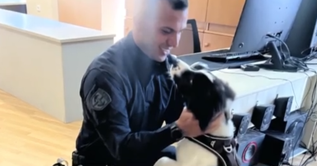 Η πρώτη αστυνομία ζώων ξεκίνησε στην Κρήτη