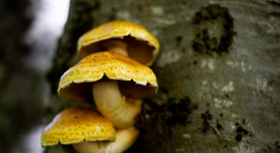 Με οξεία ηπατική ανεπάρκεια νοσηλεύεται ζευγάρι στη Θεσσαλονίκη – Όσα λένε συγγενείς στο LIVE NEWS