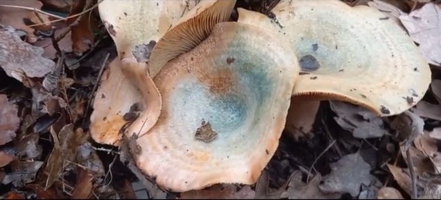 Στην Ιταλία το ζευγάρι που κατανάλωσε δηλητηριώδη μανιτάρια – «Σταθερή η κατάστασή τους»