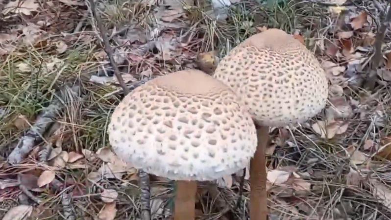 «Παρουσιάζουν μικρή βελτίωση» – Στις «Εξελίξεις Τώρα» ο γιος του ζευγαριού που κατανάλωσε δηλητηριώδη μανιτάρια