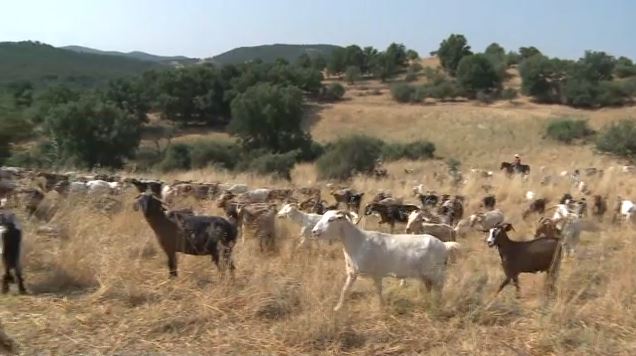 Μέτρα στήριξης των κτηνοτρόφων εξήγγελλε ο πρωθυπουργός