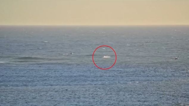 Αυστραλία: Σέρφερ δέχτηκε επίθεση από καρχαρία