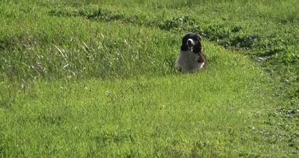 Άργος: Άγρια επίθεση τεσσάρων αδέσποτων σκυλιών σε 17χρονη – Ήταν το τρίτο θύμα της αγέλης μέσα σε λίγες ώρες