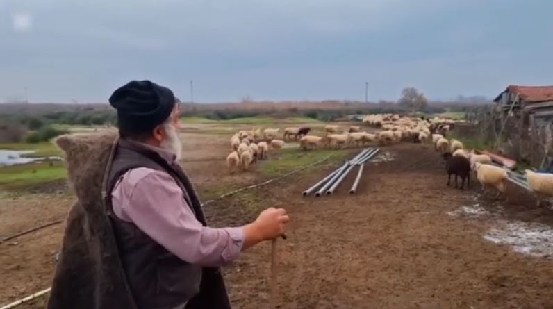 Θεσσαλονίκη: «Κατέρρευσε» ο κτηνοτρόφος που αποχαιρέτησε με δάκρυα τα 450 πρόβατά του