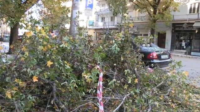 Θεσσαλονίκη: Πτώσεις δέντρων λόγω των θυελλωδών ανέμων – «Ήρθε όλο το δέντρο πάνω μου»
