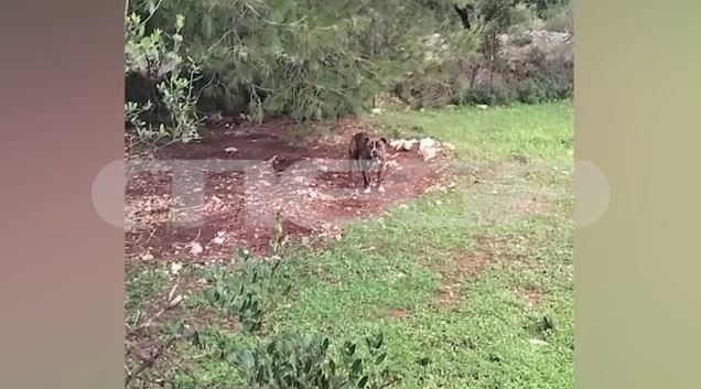 Ζάκυνθος: «Ήταν ό,τι πολυτιμότερο είχα στη ζωή μου» – Συγκλονίζουν οι γονείς του 2χρονου που κατασπάραξε το pitbull