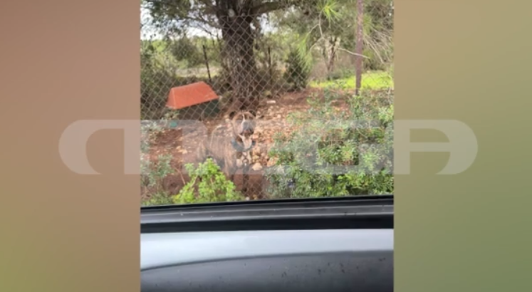 Ζάκυνθος: Συγκλονίζει στο MEGA ο πατέρας του δύο ετών παιδιού που κατασπάραξε το pitbull