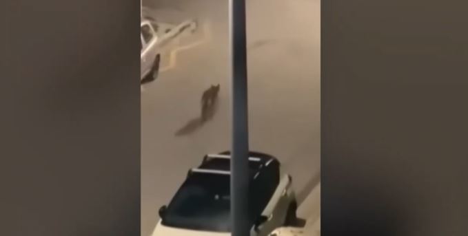 Χαϊδάρι: Λύκος περιπλανιέται σε δρόμο της περιοχής