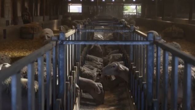 Πιερία: Αυτοκτόνησε κτηνοτρόφος – «Έχασε» εκατοντάδες ζώα λόγω ευλογιάς