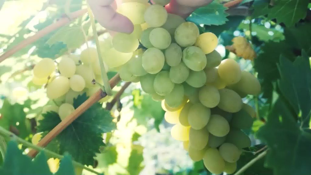 Το φημισμένο κρασί της Κατοχής Μεσολογγίου - 