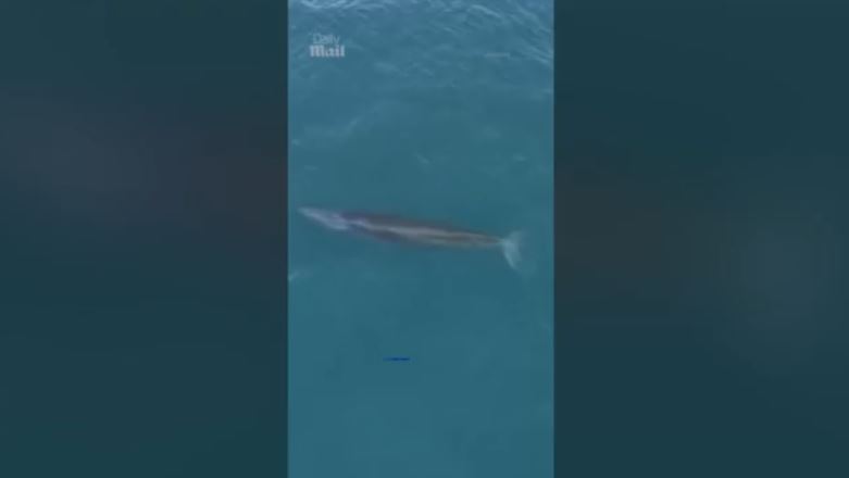 Κίνα: Αλιευτικό σκάφος χτύπησε σπάνιο είδος φάλαινας – Βίντεο ντοκουμέντο