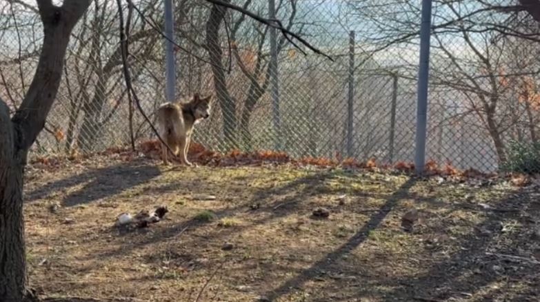 Τατόι: Λύκος επιτέθηκε σε περιπατητή – Τον δάγκωσε στη μέση και του έσκισε τα ρούχα