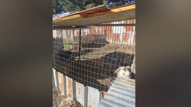 Ημαθία: Εθελοντές έκλεισαν καταφύγιο – «κολαστήριο» και οδήγησαν τα ζώα σε ασφαλή χέρια