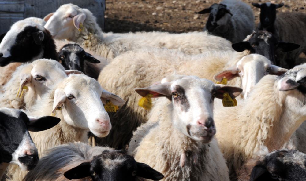 Φωτιές, πλημμύρες και ευλογιά… θηλιά στο λαιμό των κτηνοτρόφων – Τι λένε στο MEGA