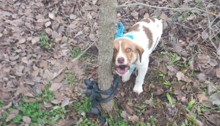 Καρδίτσα: Κακοποίησαν σεξουαλικά κουτάβι με στρογγυλό αντικείμενο