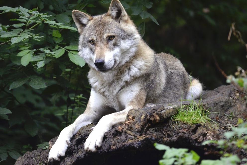Σοκάρει η επίθεση λύκου σε περιπατητή στο Τατόι – Όσα είπε ο άνδρας στις «Εξελίξεις Τώρα»