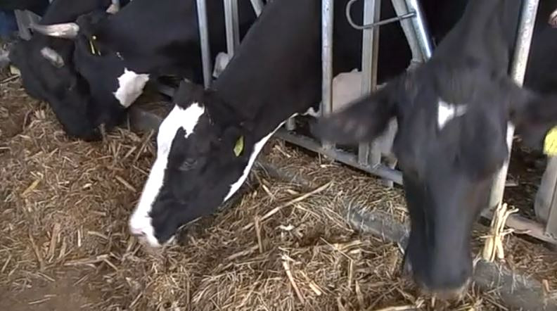 «Συναγερμός» για το κρούσμα αφθώδους πυρετού σε βοοειδή στη Λέσβο – Σε απόγνωση οι κτηνοτρόφοι