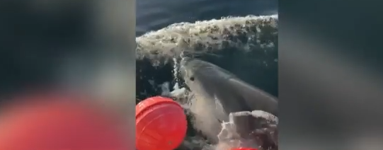 Φλόριντα: Τον μεγαλύτερο λευκό καρχαρία έπιασαν οι ερευνητές – Του τοποθέτησαν πομπό