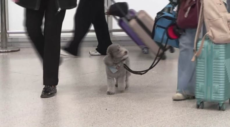 Στην Ελλάδα με ειδική πτήση επαναπατρισμού οι Έλληνες με τα κατοικίδιά τους – Συγκινητικές στιγμές στο «Ελ. Βενιζέλος»