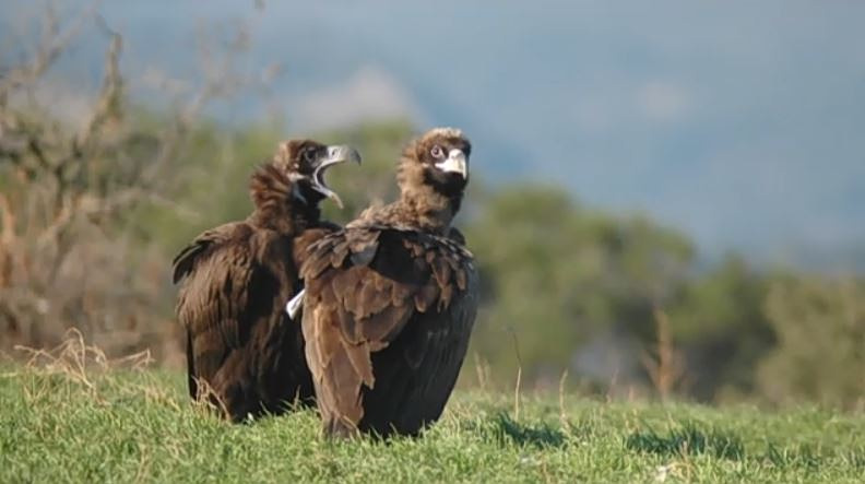 Δάσος Δαδιάς: Έριξαν δηλητηριασμένα δολώματα – Νεκροί μαυρόγυπες, κίνδυνος και για άλλα προστατευόμενα είδη