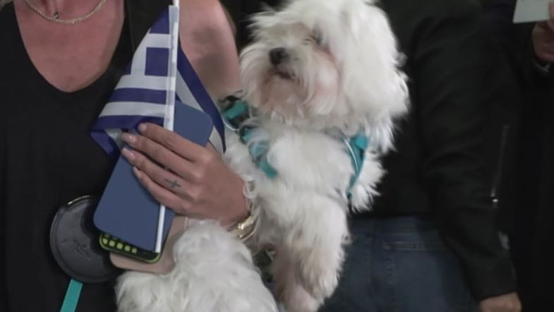 Ασφαλείς στην Ελλάδα οι τετράποδοι «εγκλωβισμένοι» του Ντουμπάι – Έφτασαν με πτήση επαναπατρισμού