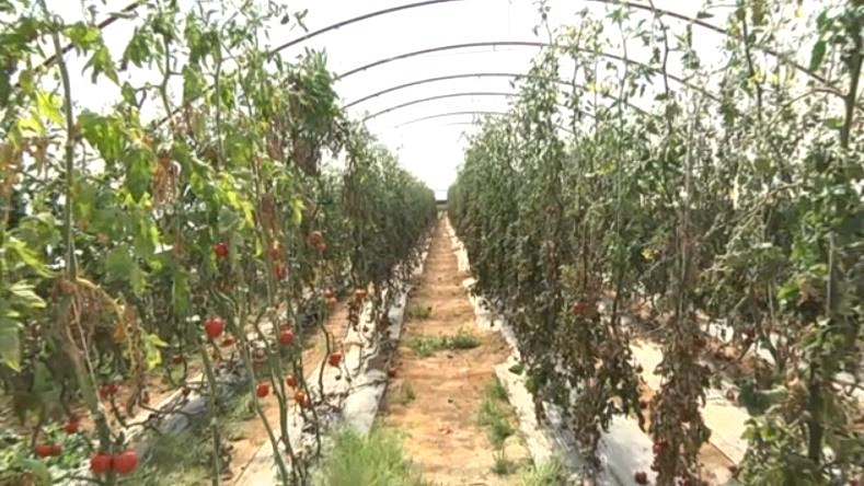 «Βουνό» η ακρίβεια, φουσκώνουν οι λογαριασμοί – Αυξήσεις σοκ έως και 350% στα λιπάσματα καταγγέλουν οι παραγωγοί