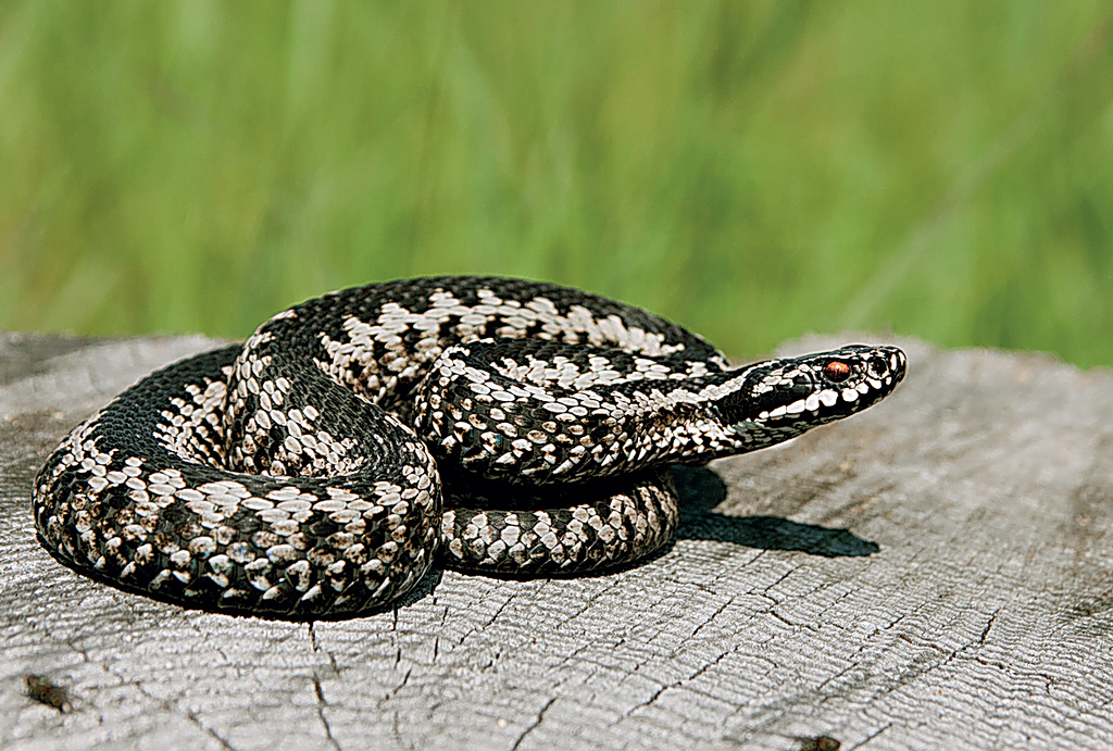 Σύρος: 13χρονος νοσηλεύεται σε σοβαρή κατάσταση μετά από δάγκωμα οχιάς