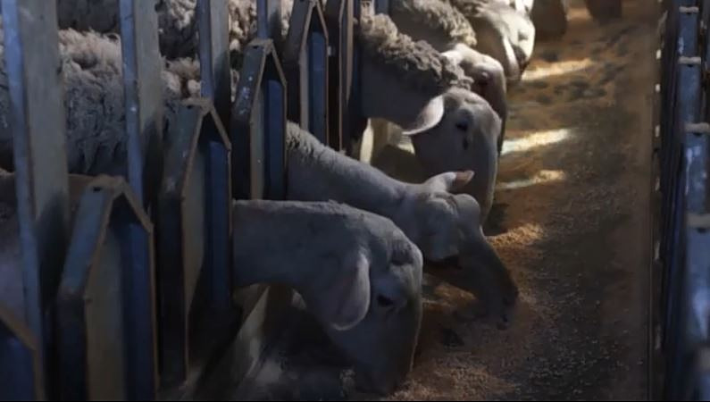 Λέσβος: Σε απόγνωση οι κτηνοτρόφοι λόγω του αφθώδους πυρετού – Μπλόκο στα λιμάνια της γραμμής και ένταση