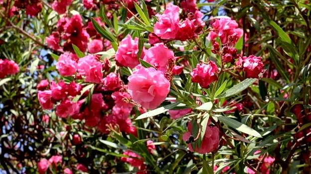 Πόλεμος για το ξήλωμα της πικροδάφνης από τα σχολεία